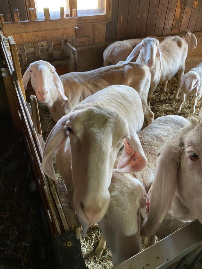Ferienwohnung Alma Pflach المظهر الخارجي الصورة